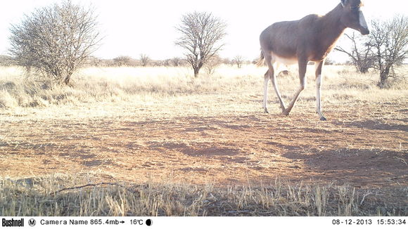 Image of Blesbok