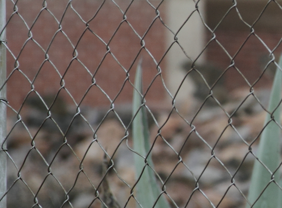 Image of Rock Hyrax