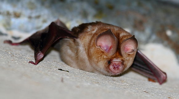 Image of Cape Leaf-nosed bat