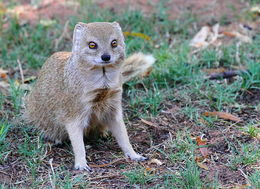 Image of Yellow Mongoose