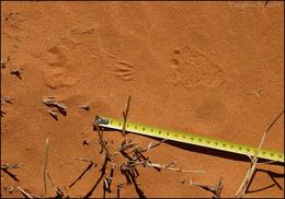 Image of Ground Pangolin -- Pangolin