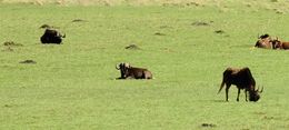 Image of Black Wildebeest