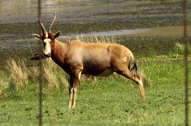 Image of Blesbok