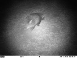 Image of African Porcupine