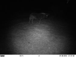 Image of Black Wildebeest