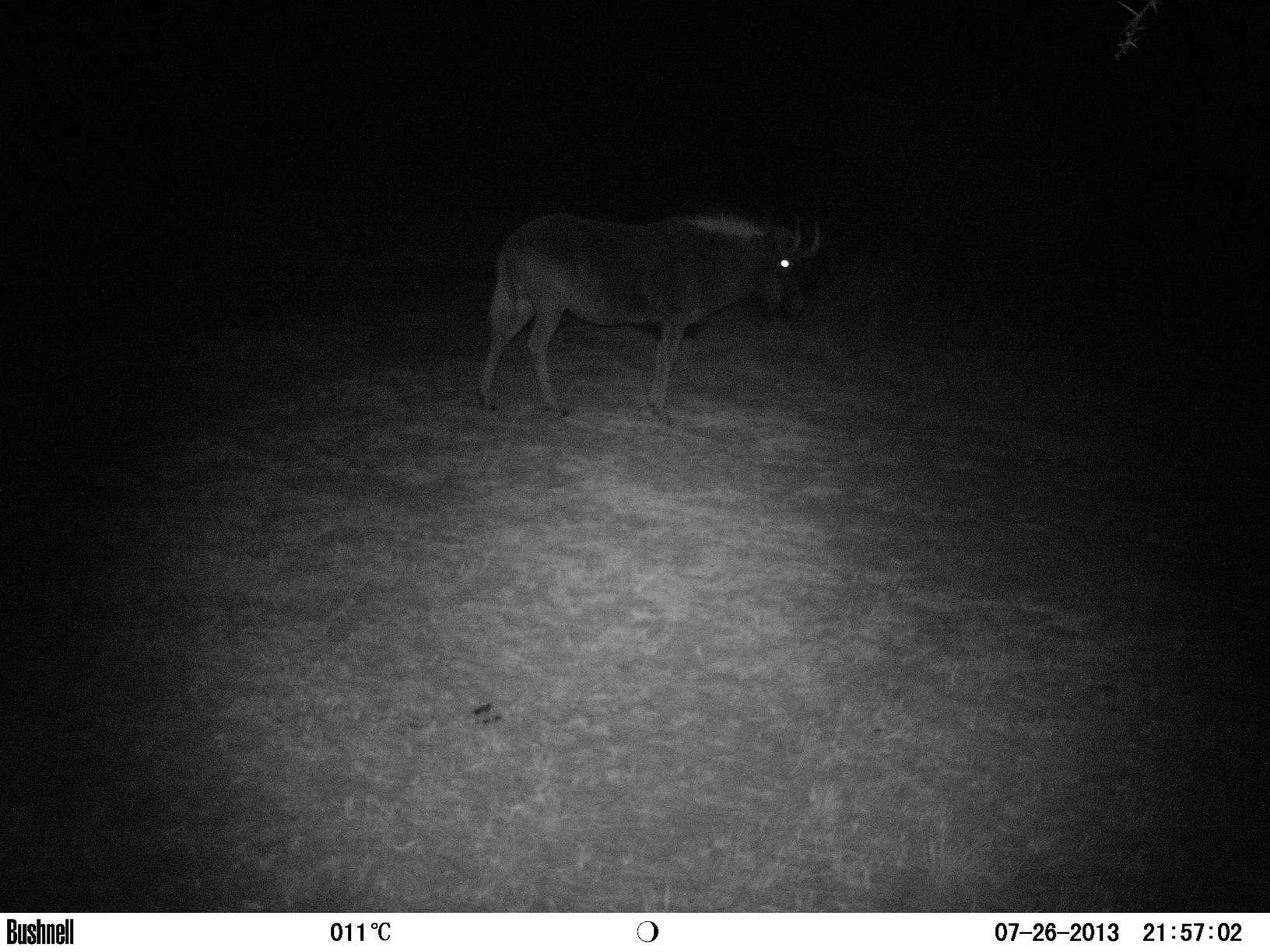 Image of Black Wildebeest