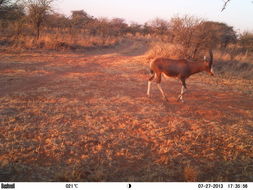 Image of Blesbok