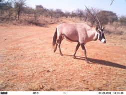 Image of Gemsbok