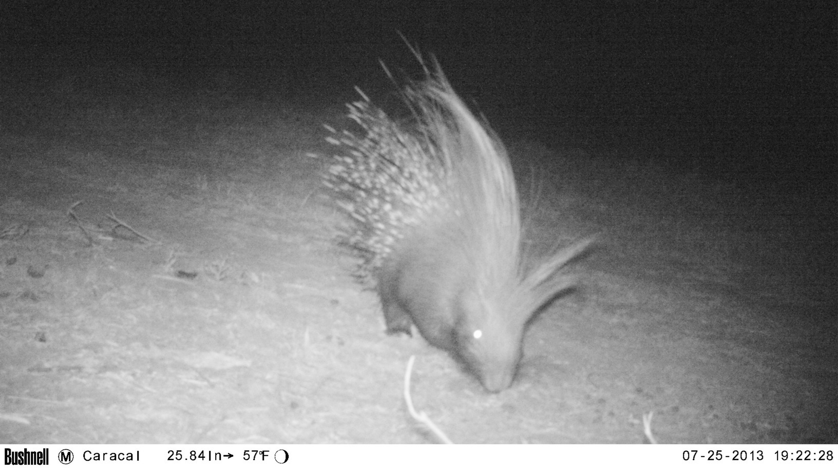 Image of African Porcupine