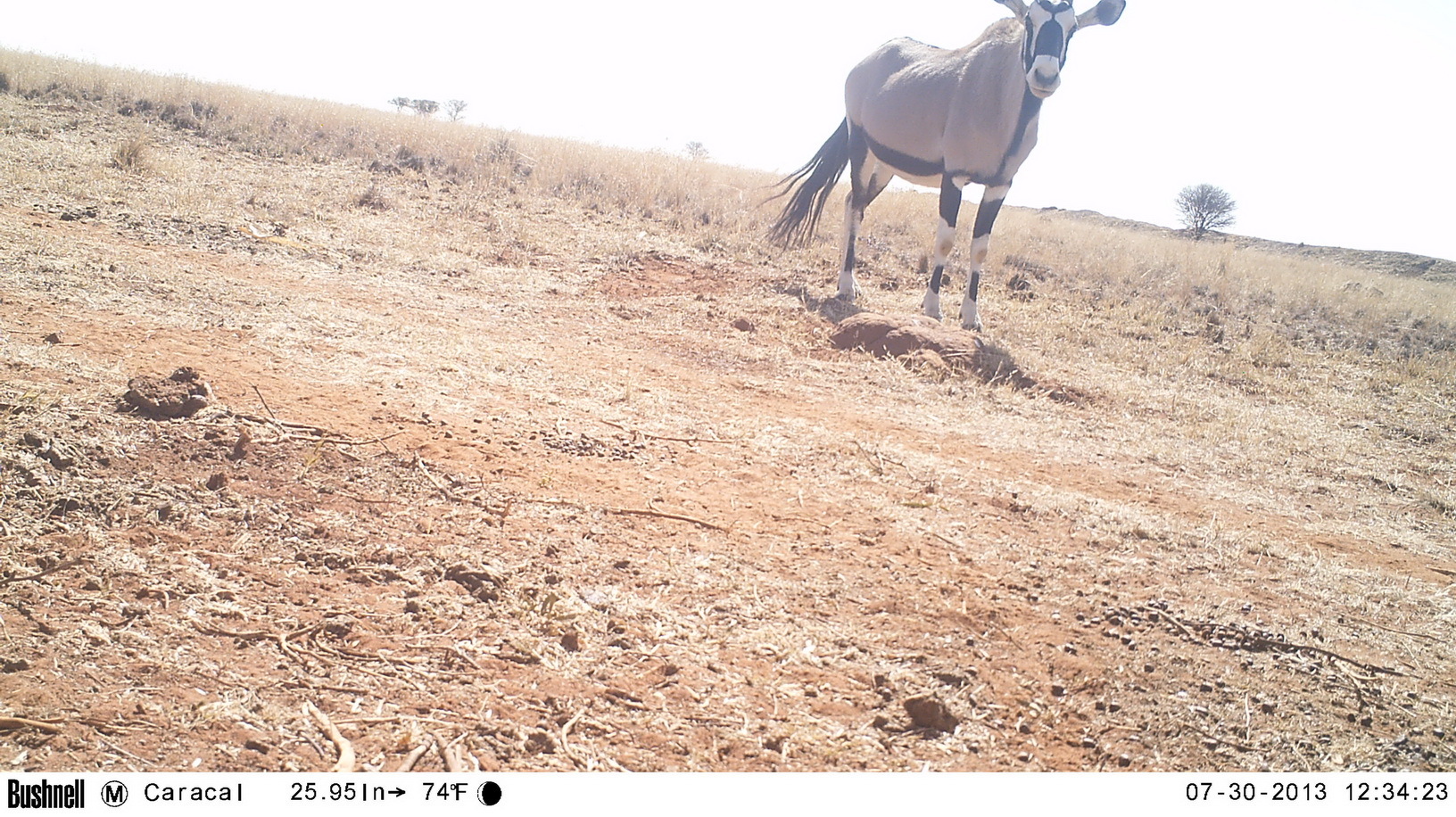 Image of Gemsbok