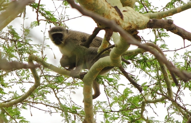 Image of Vervet Monkey