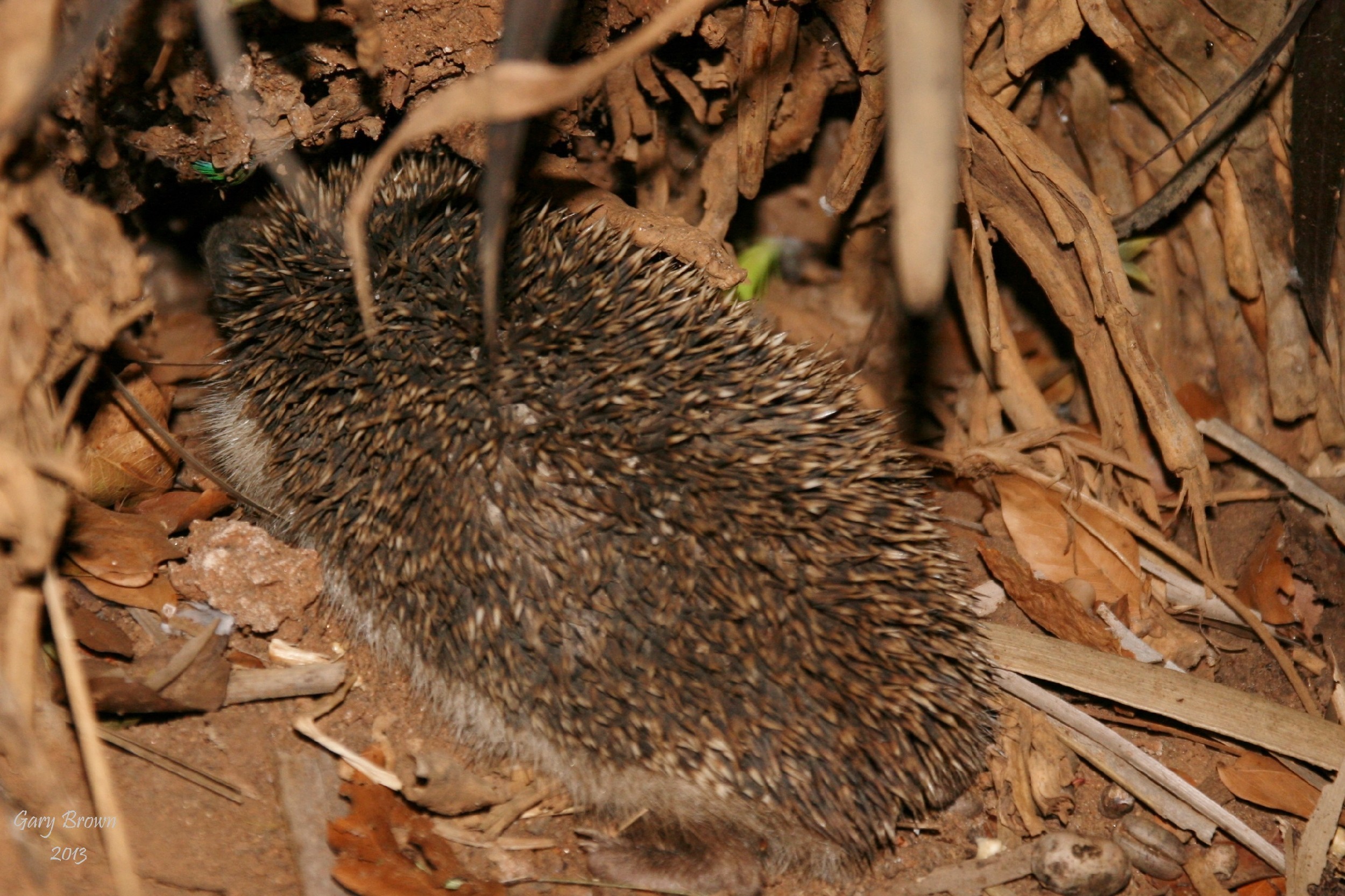 Image of Four-toed Hedgehog