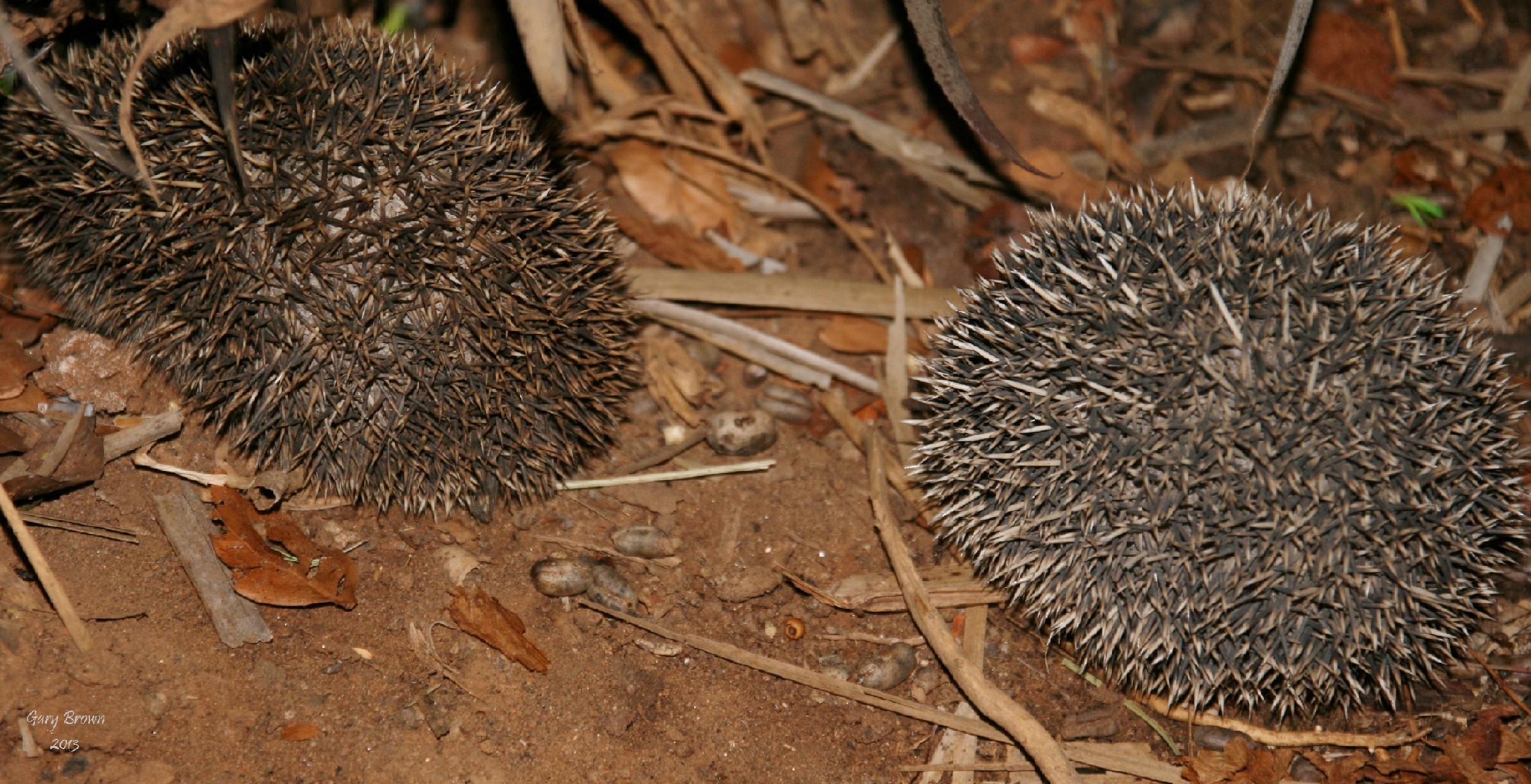 Image of Four-toed Hedgehog