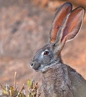 Image of Cape hare