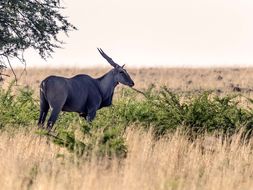 Image of Eland