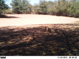 Image of Cape Ground Squirrel