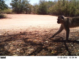 Image of Vervet Monkey