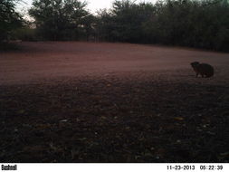 Image of Rock Hyrax