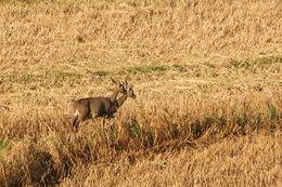 Image of Grey Rhebok