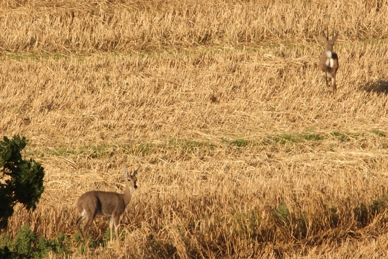 Image of Grey Rhebok