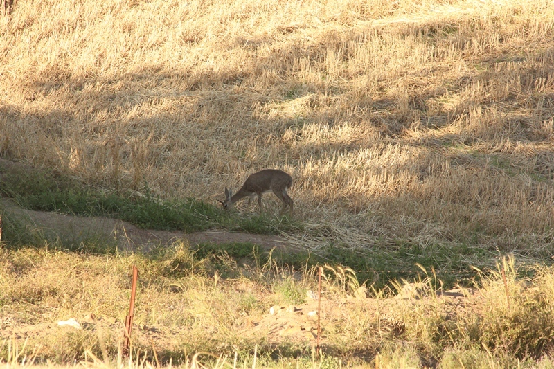 Image of Grey Rhebok