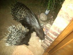 Image of African Porcupine