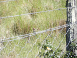 Image of wild cat