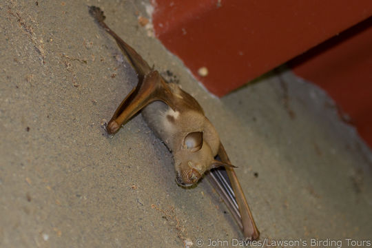 Imagem de <i>Hipposideros vittatus</i>