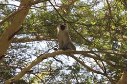 Image of Vervet Monkey