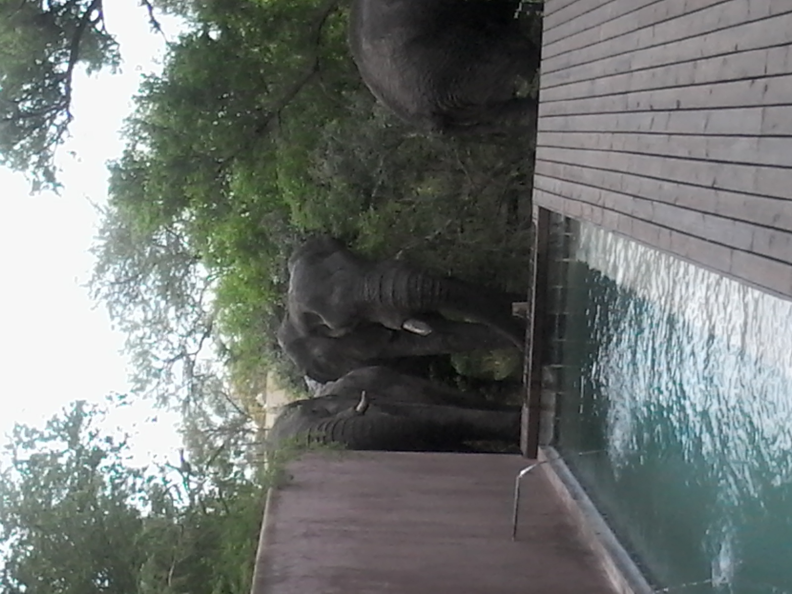 Image of African bush elephant