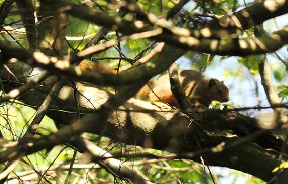 Image of Red Bush Squirrel