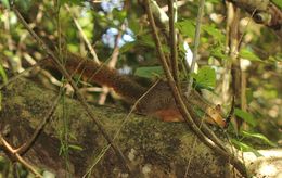 Image of Red Bush Squirrel