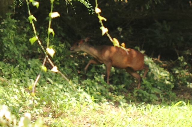 Image of Natal Duiker