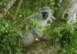 Image of Vervet Monkey