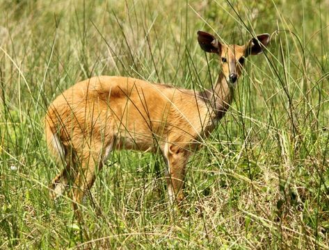 Image of Bushbuck