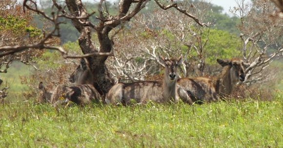 Image of Ellipsen Waterbuck