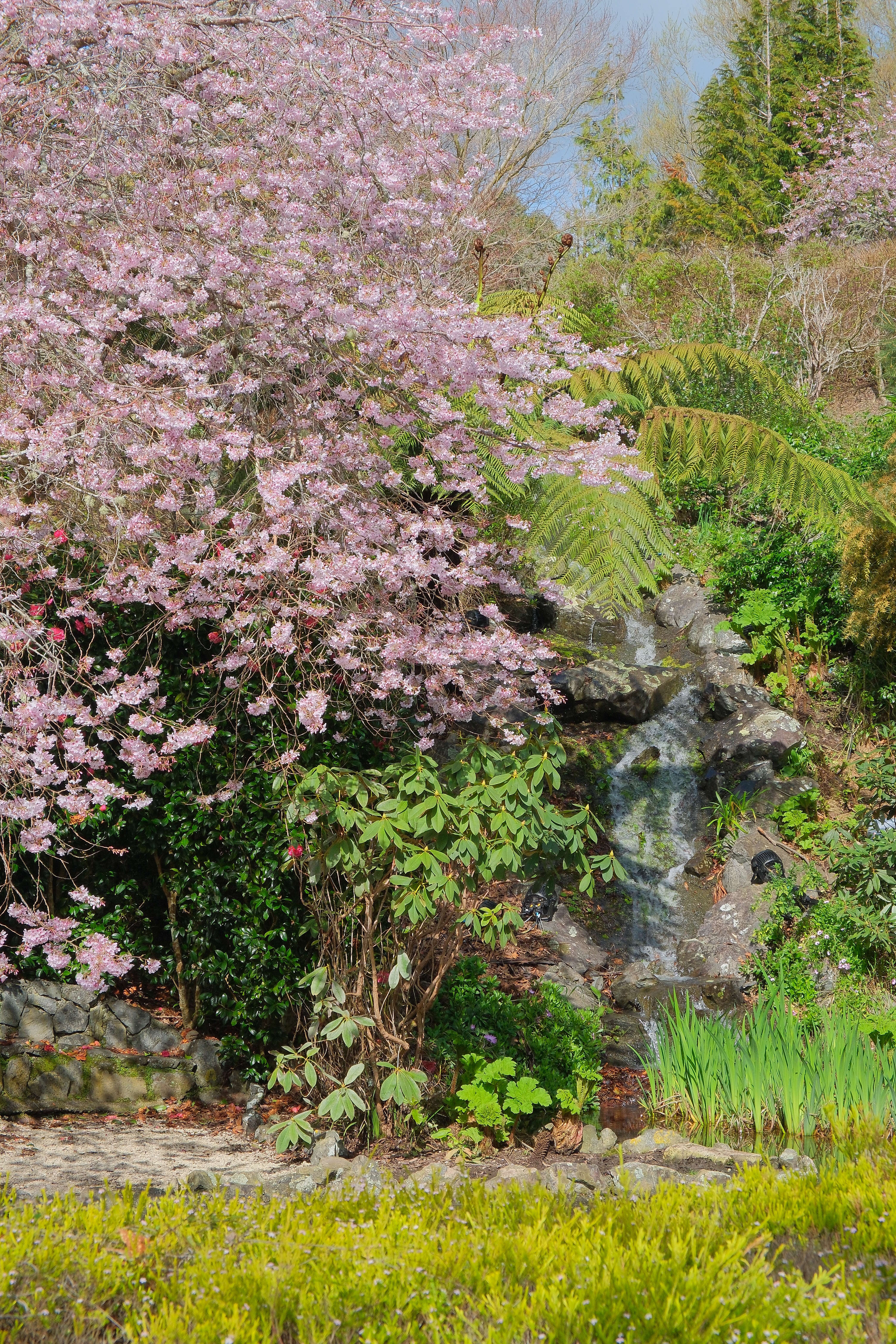 Plancia ëd Prunus yedoensis Matsum.