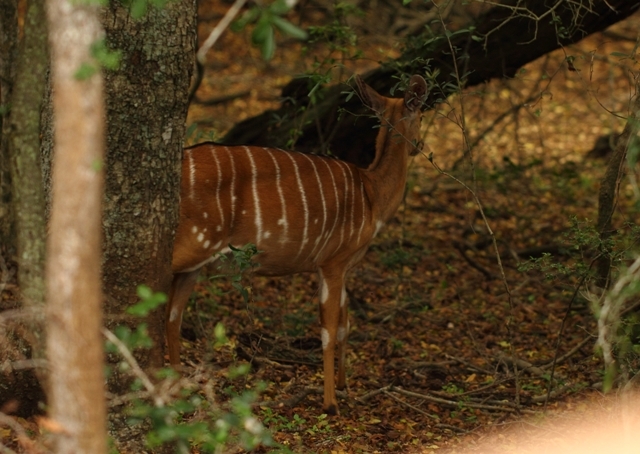 Image of Nyala