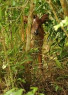 Image of Natal Duiker