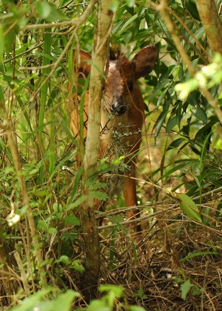 Image of Natal Duiker