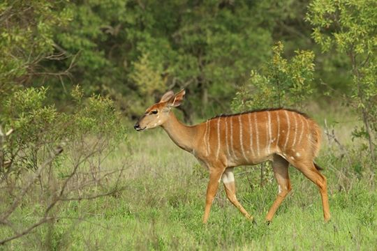 Image of Nyala