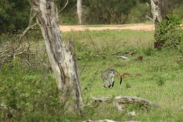 Image of Vervet Monkey