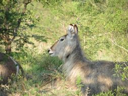 Image of Ellipsen Waterbuck