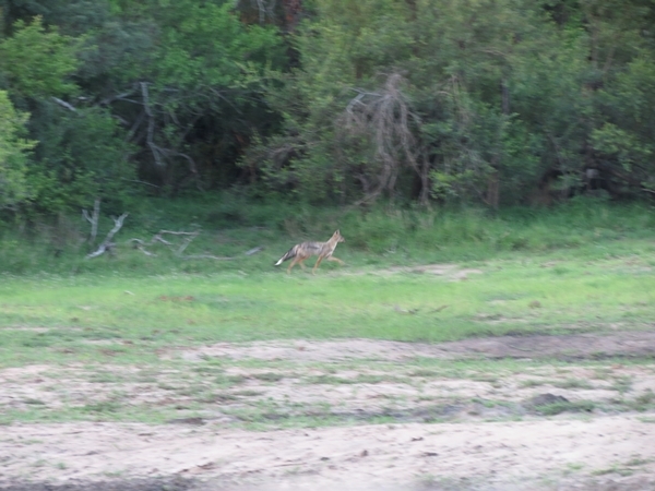 Imagem de Chacal-prateado