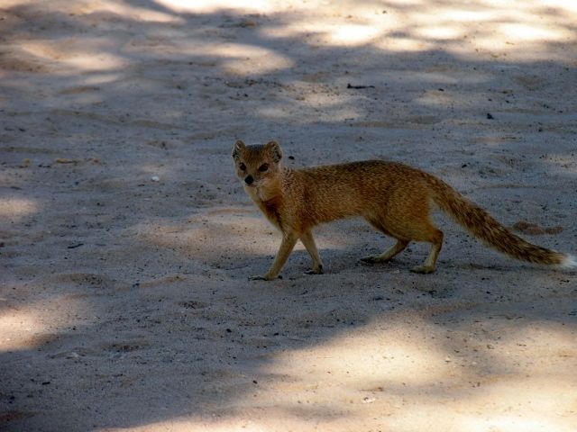 Image of Yellow Mongoose