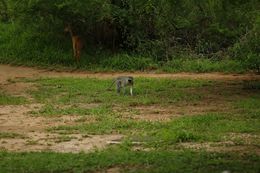 Image of Vervet Monkey