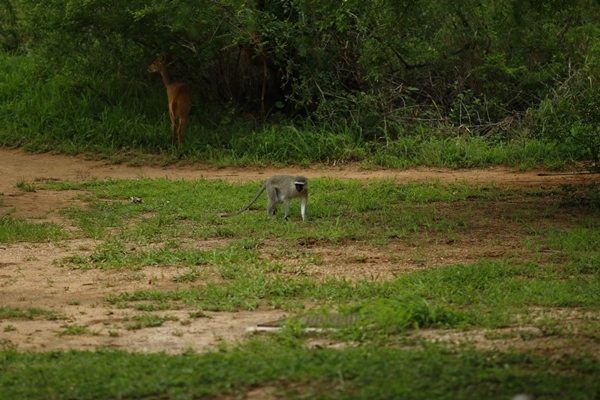 Image of Vervet Monkey