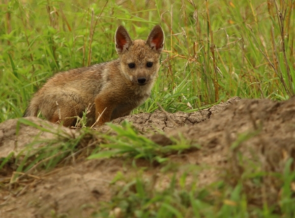 Image of Side-striped Jackal