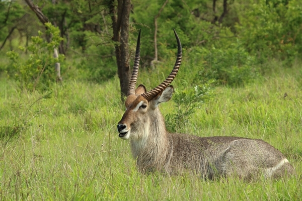 Image of Ellipsen Waterbuck