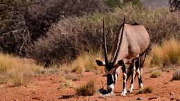 Image of Gemsbok